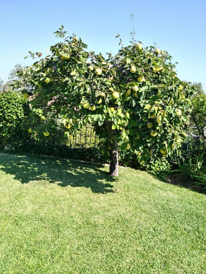 Jardin De La Yedra Guest House Caceres Luaran gambar